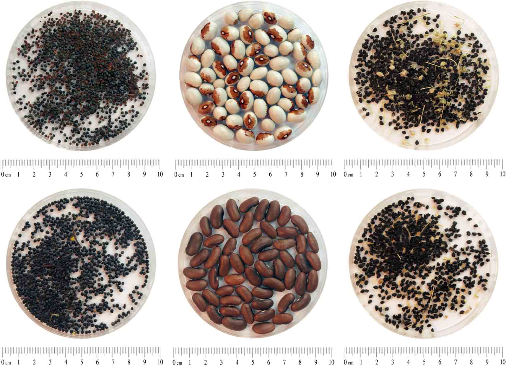 Banc_Germoplasma_FMA